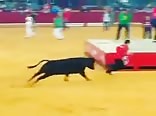 this time the bull wins