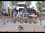 the city of animals