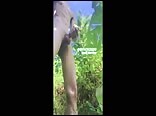 wanker in the jungle MagLover`s Gay Porn